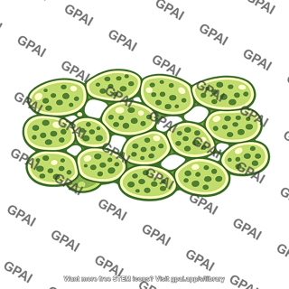 Spongy mesophyll