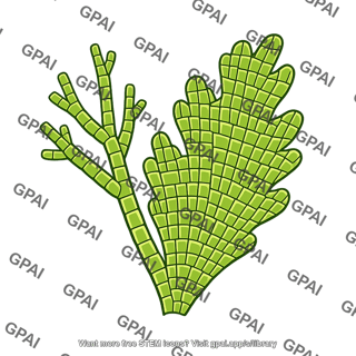 Multicellular alga