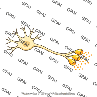 Neuron releasing neurotransmitters