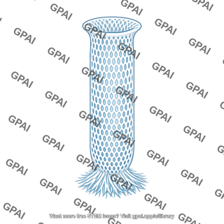 Glass sponge venus flower basket