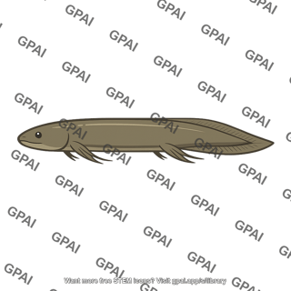 Lungfish
