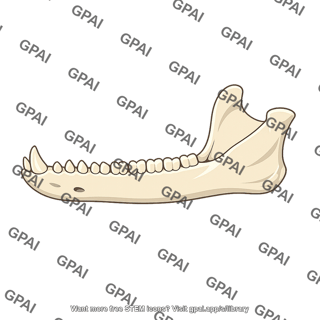 Dentary