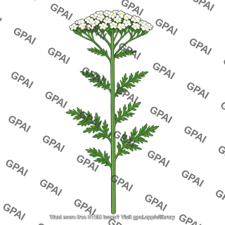 Yarrow plant