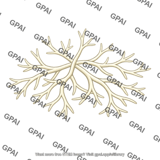 Fungal hyphae