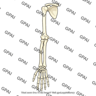 Human arm skeleton