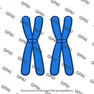 Chromosome set bb