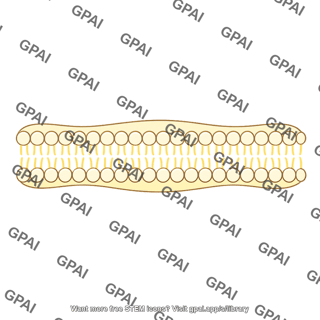 Prokaryotic plasma membrane