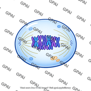 Metaphase cell