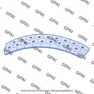 Germ layer
