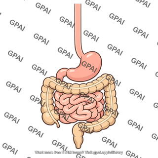 Human digestive tract