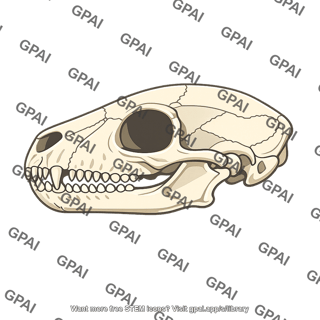 Terrestrial vertebrate skull