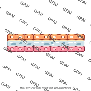 Body wall two layered