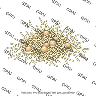 Glomoromycete