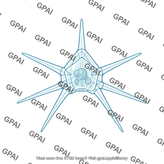 Sea urchin larva