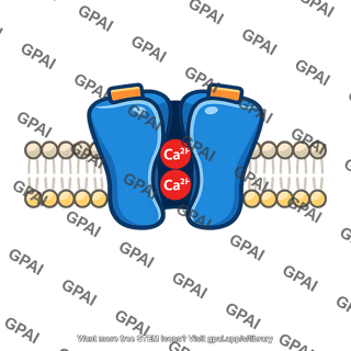 Voltage gated ca2+ channel