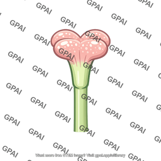 Stigma angiosperm