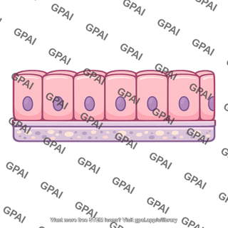 Columnar epithelium