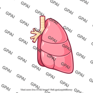 Right lung