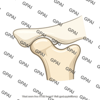 Jaw joint
