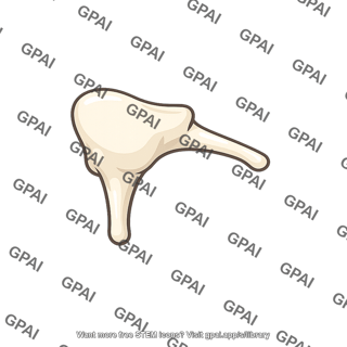 Ear ossicle incus