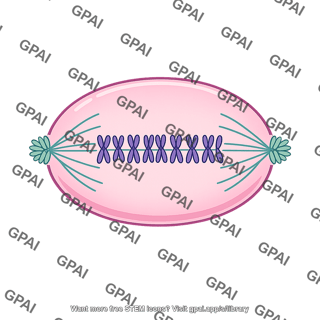 Metaphase
