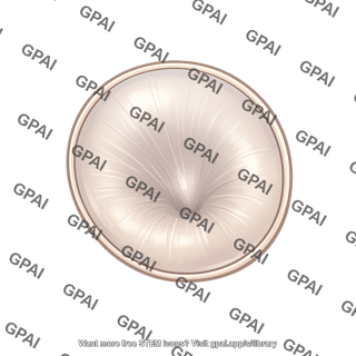 Tympanic membrane