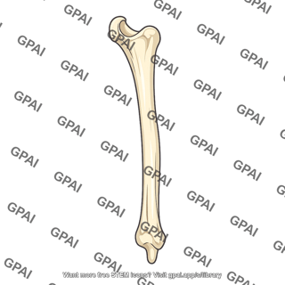 Ulna