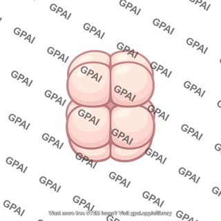 Deuterostome embryo eight cell radial
