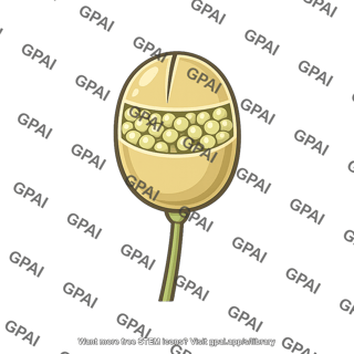 Plant or algal sporangium