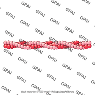 Thin actin filament