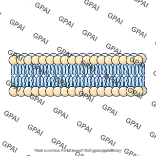 Outer membrane bilayer cross section