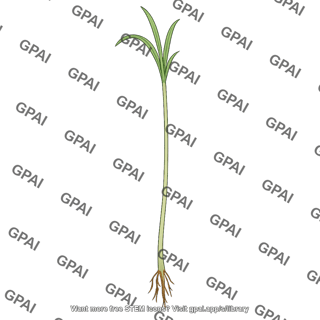 Rice seedling spindly