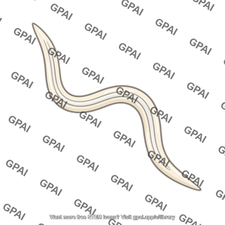 C elegans