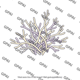 Actinomycete