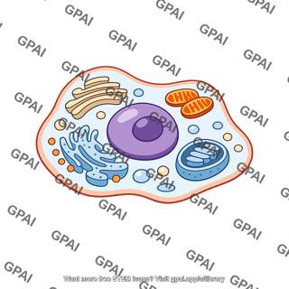 Animal cell