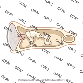 Mammalian middle ear