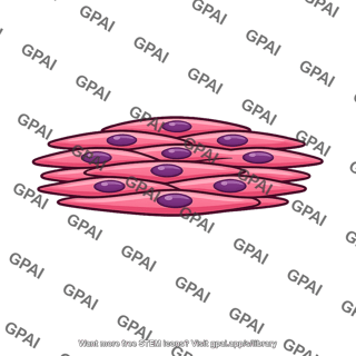 Bronchial muscle
