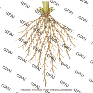 Plant root system