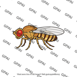 Fruit fly