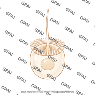 Collar cell
