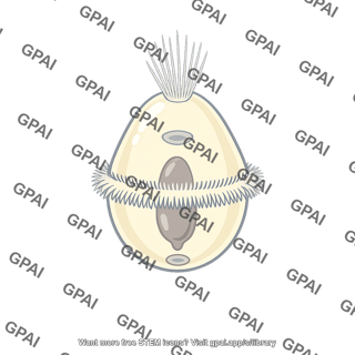 Trochophore larva