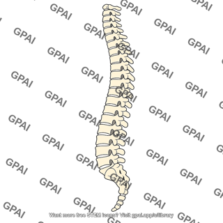 Vertebral column