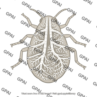 Insect tracheal system