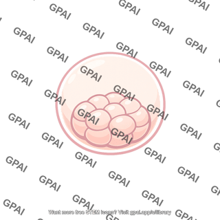 Mouse embryo blastocyst