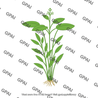 Aquatic plant