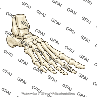 Mammalian foot skeleton