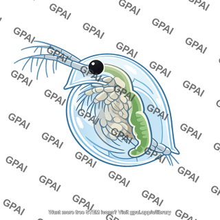 Water flea daphnia