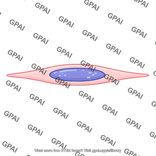 Spindle shaped cell