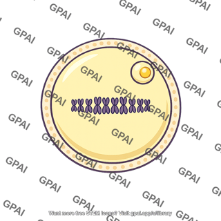 Secondary oocyte arrested