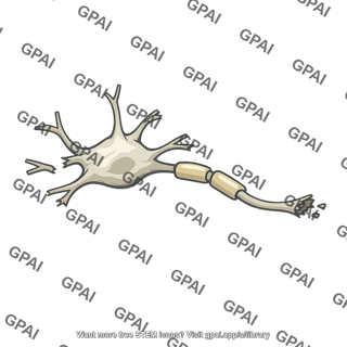 Nerve cell lost